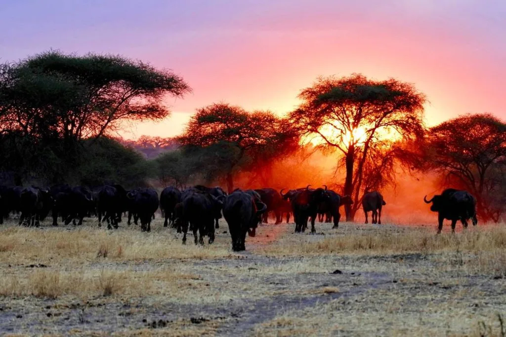safari tanzanie (1)