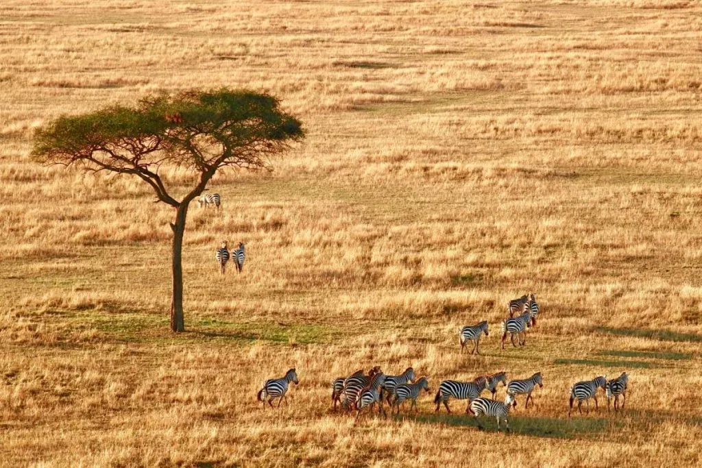 safari tanzanie