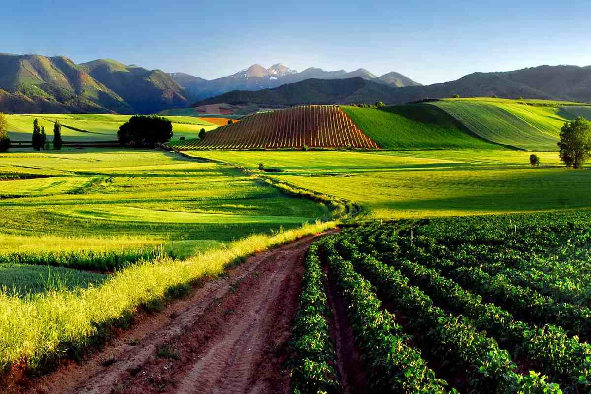 vin-et-vignobles-espagnols-decouverte-des-regions-viticoles-de-la-rioja-a-la-ribera-del-duero