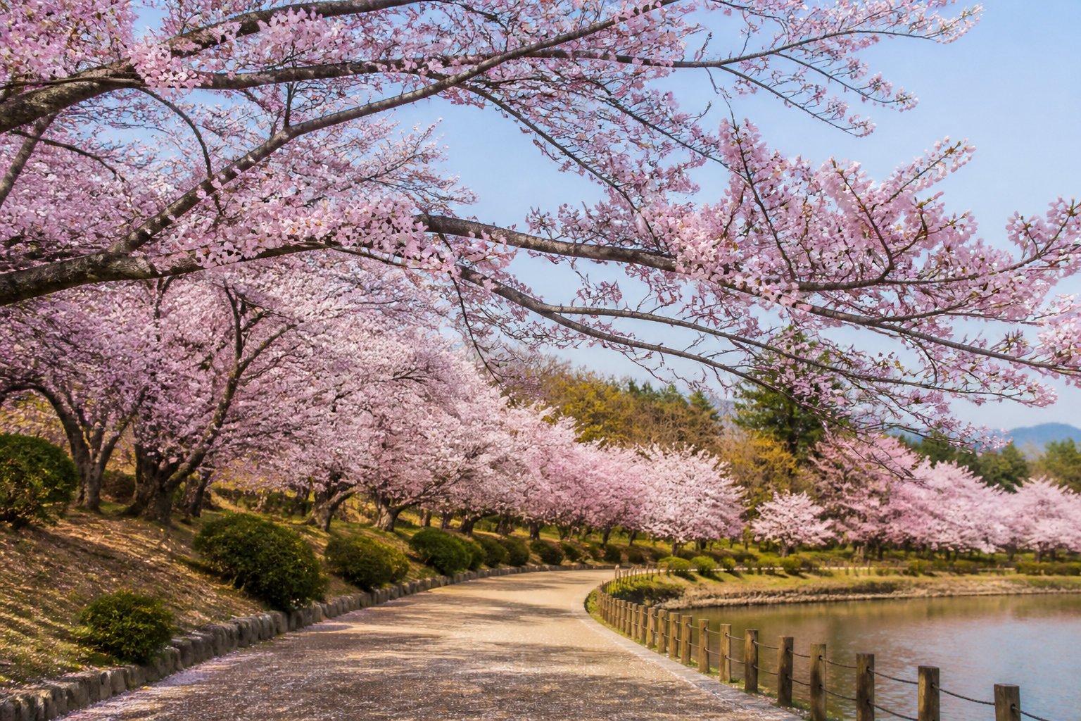 Quand partir au Japon : privilégier la douceur du printemps et de l'automne