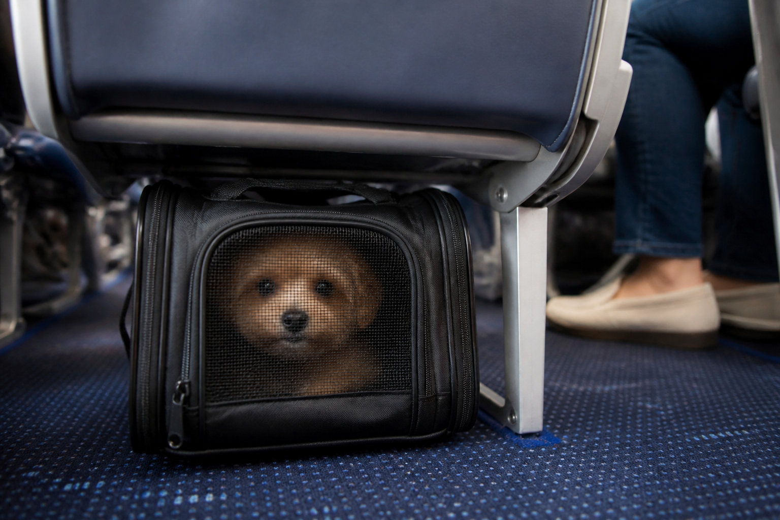 Bagages spécifiques pour familles et animaux