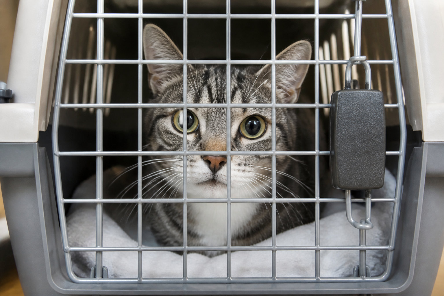 3 règles pour sélectionner une cage conforme aux normes IATA